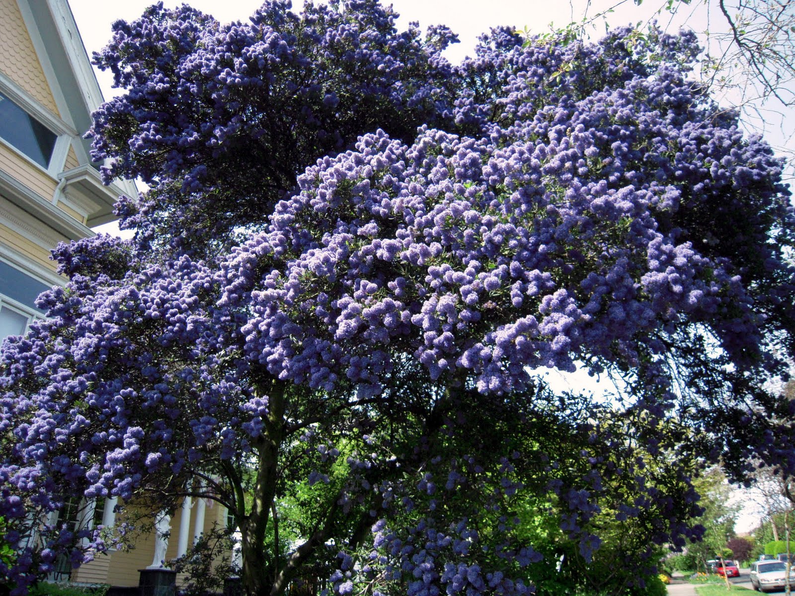 Blue Flower Names
