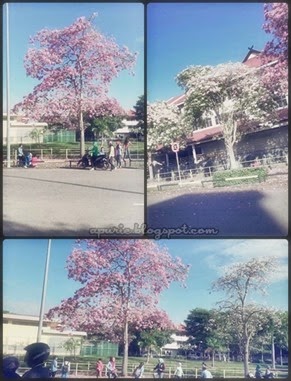 Hanami Sakura