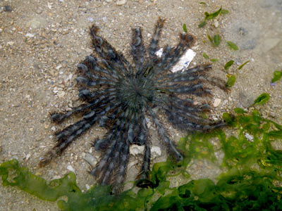 Feather Star