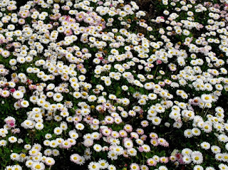 many white flowers photo