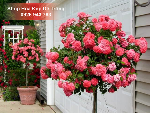 Hoa Hồng Thân Gỗ Tree Rose Đẹp Tuyệt Vời