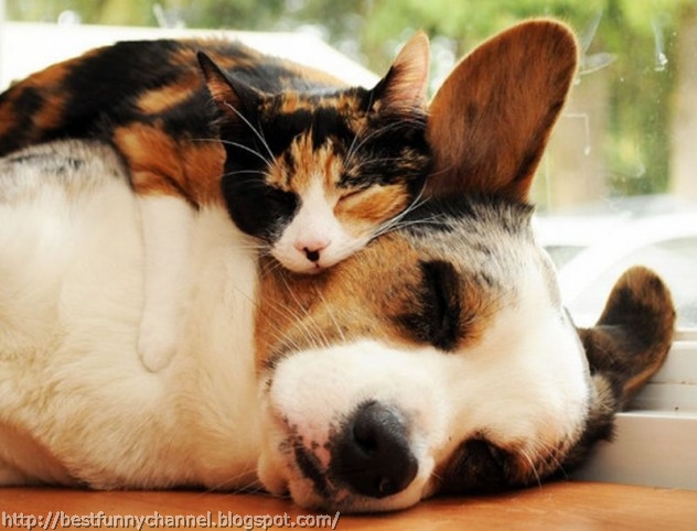 Sleeping cat and dog.