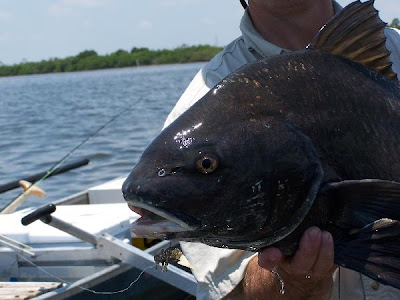 black drum close up