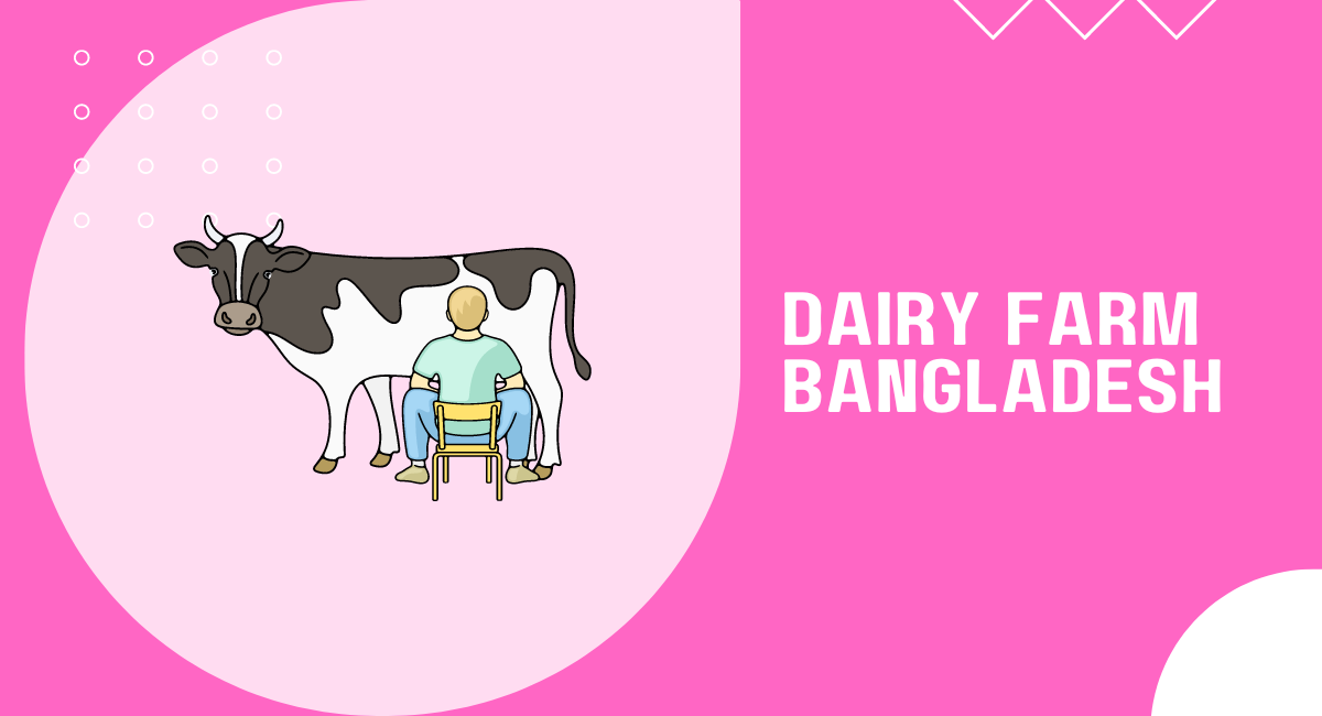 Start dairy farm in Bangladesh