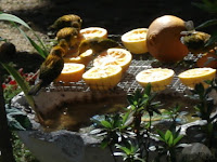 Feeding Birds Fruit