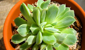 Echeveria sp. f. cristata (Crassulaceae)