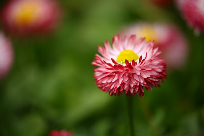 Good Morning with Flowers