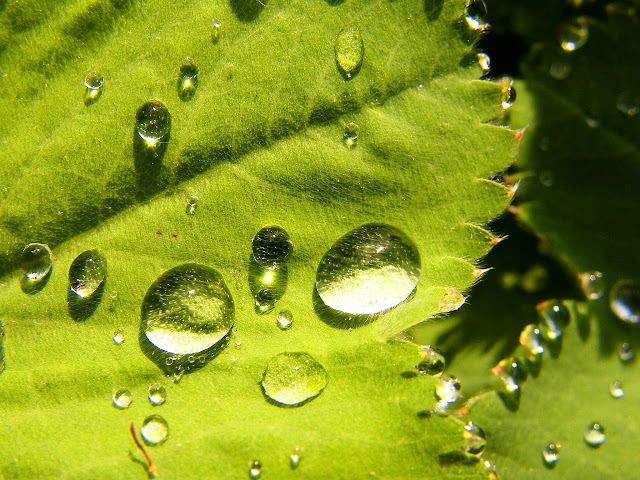 Agua sobre una hoja