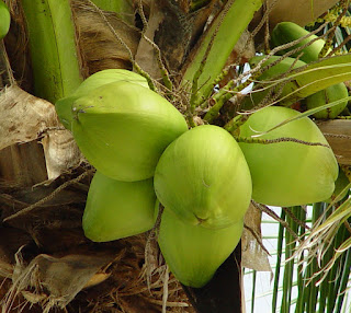 Coconut Water