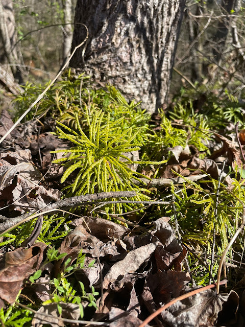 Spikey lime green moss growing at the base of a tree.