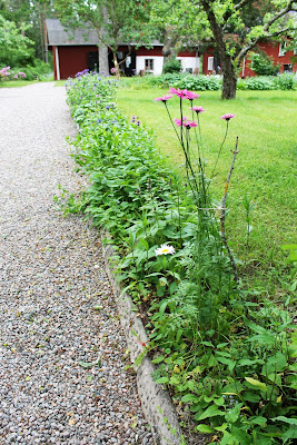 Grusgången vid entrégrindarna är kantade av perennrabatter. Rosenkrage tittar upp över de andra.