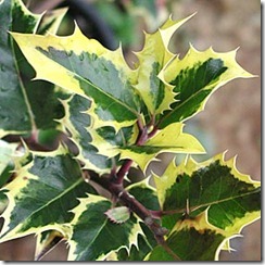 holly-Ilex_aqua_am