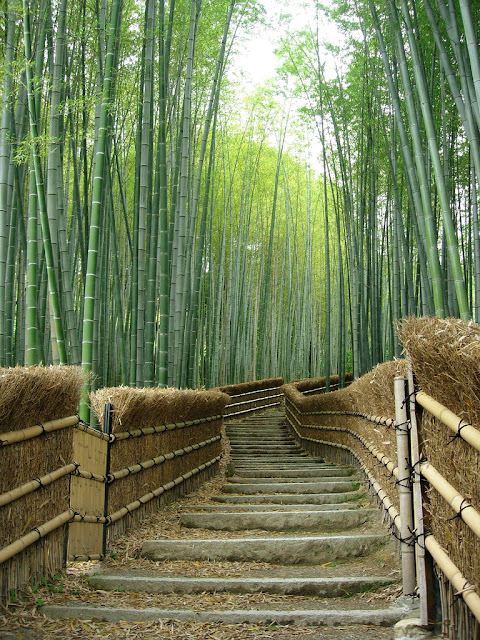 Bamboo Trees