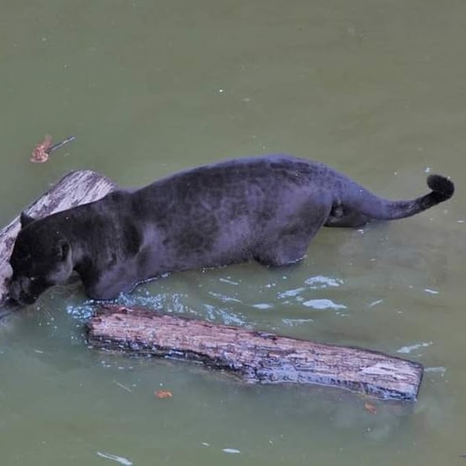 Onça-preta rara é flagrada tomando banho em rio de Rondônia