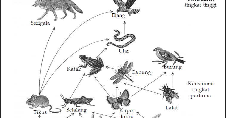 Jaring Makanan: Penjelasan, Contoh, & Gambar