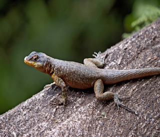 Kadal adalah hewan bersisik berkaki empat yang termasuk kelompok reptil. Secara luas, pengertian kadal atau kerabat kadal (bahasa Inggris: lizards) juga mencakup kelompok cecak, tokek, bunglon, cecak terbang, biawak, iguana dan lain-lain. Sedangkan secara sempit, istilah kadal dalam bahasa Indonesia biasanya merujuk terbatas pada kelompok kadal yang umumnya bertubuh kecil, bersisik licin berkilau, dan hidup di atas tanah (Ingg.: skink, suku Scincidae, atau umumnya anggota infraordo Scincomorpha). Walaupun kebanyakan jenisnya adalah binatang pemangsa (predator), namun sesungguhnya makanan kadal sangat bervariasi. Mulai dari buah-buahan dan bahan nabati lain, serangga, amfibia, reptil yang lain, mamalia kecil, bangkai, bahkan kadal besar semacam biawak Komodo juga dapat memburu mamalia besar, hingga sebesar rusa atau babi hutan.    Kadal-kadal bertubuh kecil memakan aneka serangga seperti nyamuk, lalat, ngengat dan kupu-kupu, berbagai tempayak serangga, cacing tanah, sampai kodok dan reptil yang lain yang berukuran lebih kecil. Kadal kebun (Mabuya multifasciata) kadang-kadang memangsa kodok tegalan (Fejervarya limnocharis), bahkan suka memanjat tembok yang kasar untuk menangkap cecak kayu (Hemidactylus frenatus) yang terlengah. Anda pernah bermimpi digigit kadal? Kira-kira pertanda baik atau sebaliknya? Dibawah ini ada ulasan mengenai tafsir mimpi tentang kadal dilengkapi juga angka jitunya.