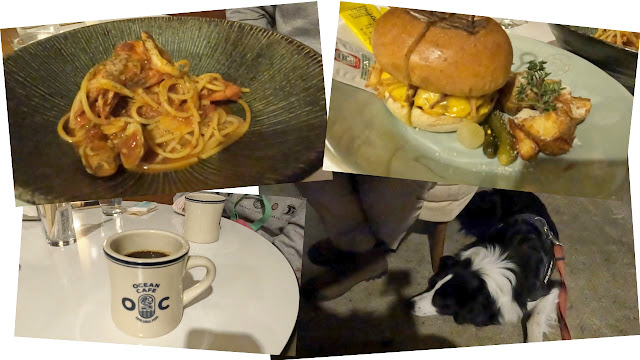 保護犬 ボーダーコリー トーマ TREX CHIGASAKI OCEAN CAFE