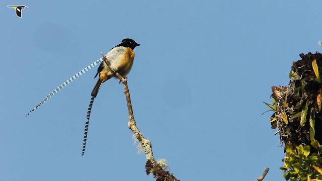 King of Saxony Bird of Paradise - Ave del paraíso de Alberto, o ave del paraíso rey de Sajonia