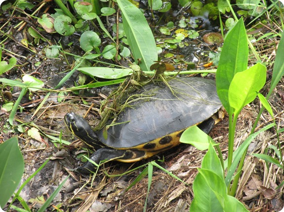 23 Van Fleet - Suwannee River Cooter Turtle