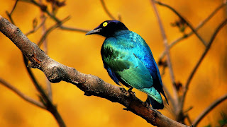 Beautiful Birds Wallpapers | Birds Desktop Wallpapers
