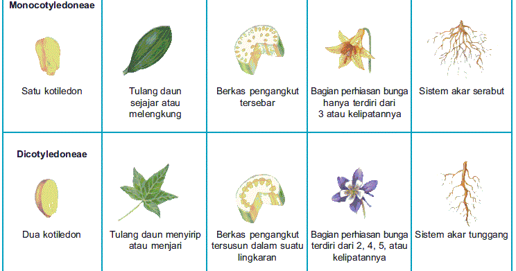 Gambar tumbuhan monokotil dan dikotil