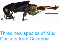 http://sciencythoughts.blogspot.co.uk/2015/05/three-new-species-of-mud-crickets-from.html