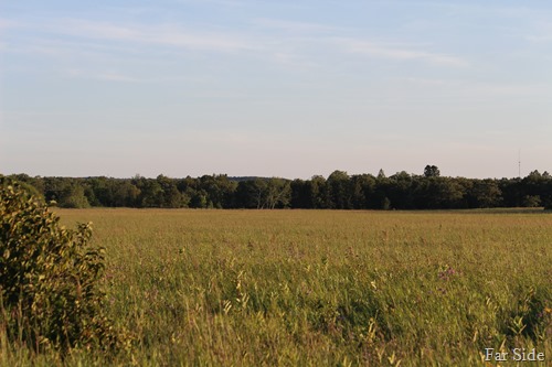 Lemon Farmstead in the distance by the Popples