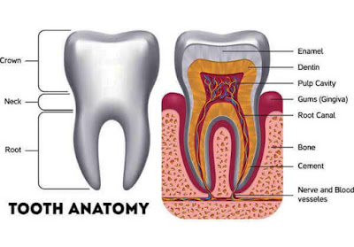 TOOTH ANATOMY | Parts of the teeth | Teeth Conditions