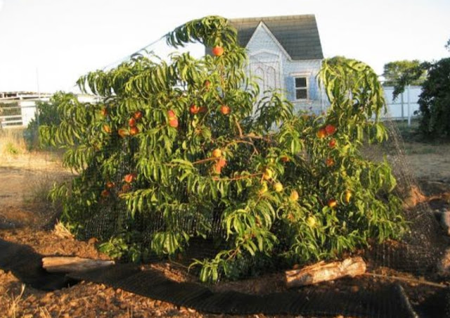 Teknik menanam pohon persik