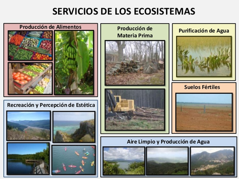 Servicios de los ecosistemas. Los ecosistemas prestan ser vicios que, realizados por plantas industriales, costearían miles de millones de dólares, sin embargo los economistas tienden a darlos por sentado hasta que hacen falta.