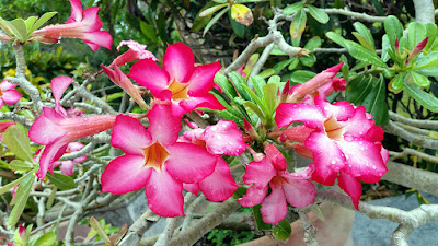 Desert Rose flowers in large planter