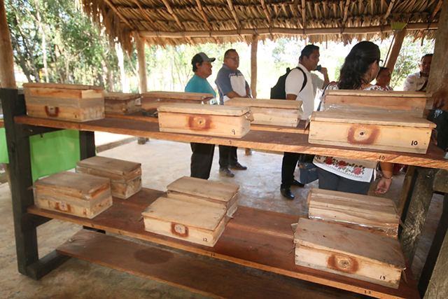 Mujeres mayas conservan el trabajo ancestral de la abeja nativa