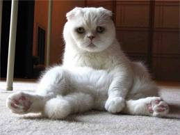 Scottish Fold 