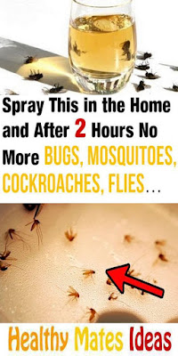 Homemade Insect Spray That Works