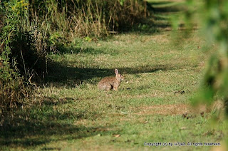 Eastern Cottontail and Northern Cardinal