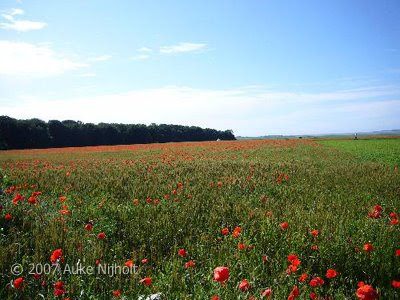 Poppy fields in France.