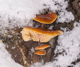 Velvet Shank, Flammulina velutipes, in snow on a tree stump in Hayes.  24 January 2013.