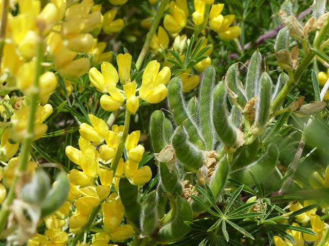 bright yellow flowers