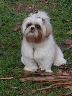 Cãonhecendo 6 (10)