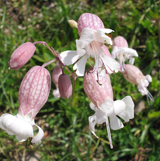 Цветок Silene vulgaris