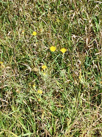 meanwhile, yellow hawkweed blooms in sunshine