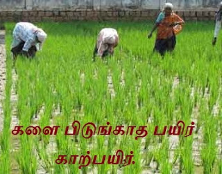 விவசாய பழமொழிகள் - Vivasaya Palamoligal - Agricultural proverbs.