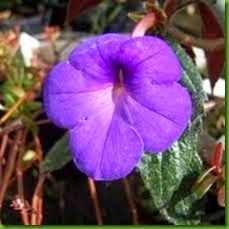 Achimenes mexicana Achimenes mexicana