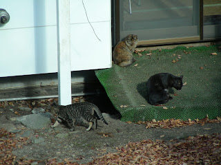 黒・茶・サバ色 三色団子猫