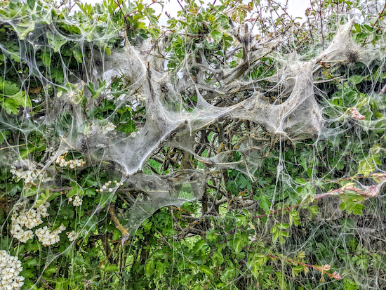 The caterpillar cobwebs alongside Eastwick & Gilston restricted byway 24