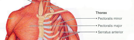 Göğüs Kaslarının Anatomisi