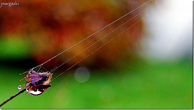 recorte_DSC_0017