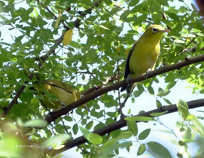  Gambar Burung Pleci Tarung Jago