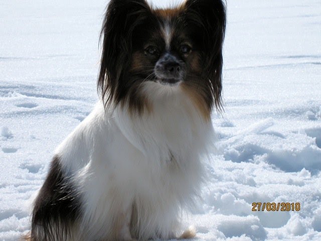 Fundream`s Kennel