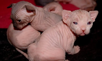 Cats Without Hairs